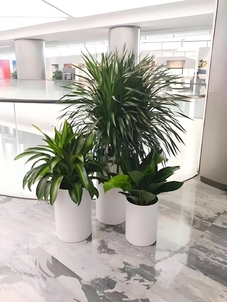 余姚盆景出租专业